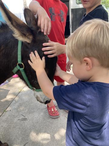 young boy in blue shirt petting brown donkey