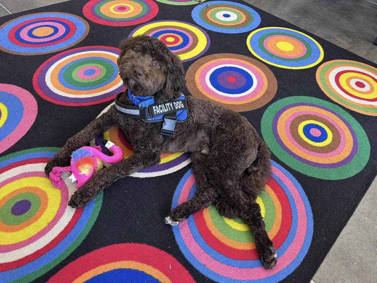 black dog on colorful rug