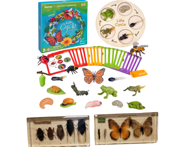Insect Learning Kit